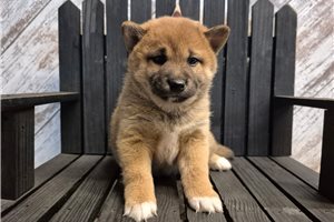 Flicka - puppy for sale
