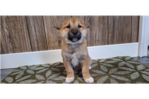 Faith - Shiba Inu for sale