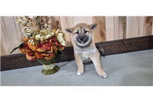 Fallon - Shiba Inu for sale
