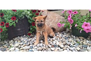 Jessica - Shiba Inu for sale