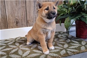 Flicka - Shiba Inu for sale