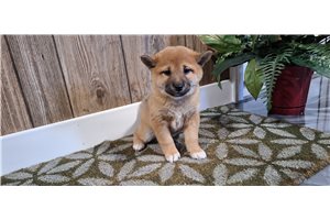 Fawn - Shiba Inu for sale