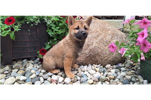Jeremy - Shiba Inu for sale