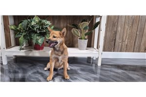 Jessica - Shiba Inu for sale