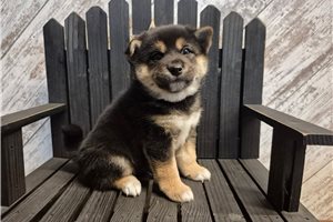 Flynn - Shiba Inu for sale
