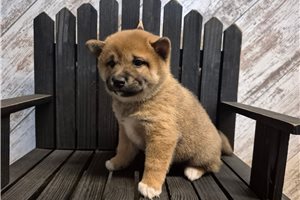 Faith - puppy for sale