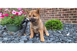 Jeremy - Shiba Inu for sale