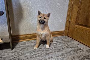 Everly - Shiba Inu for sale