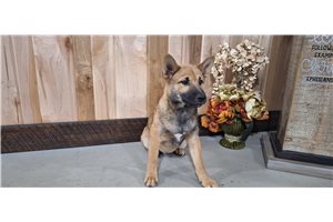 Jaxon - Shiba Inu for sale