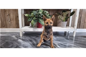 Jaxon - puppy for sale