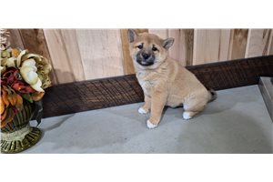 Fawn - Shiba Inu for sale