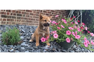 Jaxon - Shiba Inu for sale