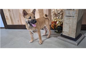 Jessica - Shiba Inu for sale