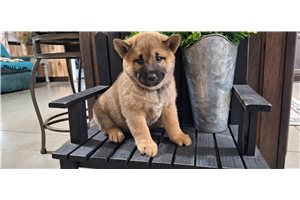 Jeremy - Shiba Inu for sale
