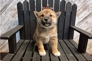 Fallon - puppy for sale