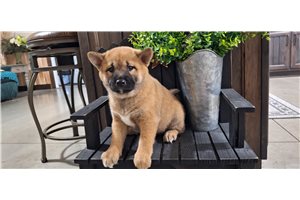 Jessica - puppy for sale