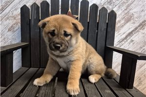 Fawn - puppy for sale