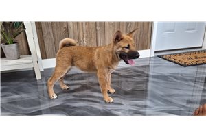 Jeremy - Shiba Inu for sale