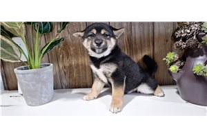 Flynn - Shiba Inu for sale