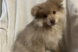 Bonnie - Pomeranian for sale