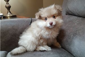 Bonnie - Pomeranian for sale