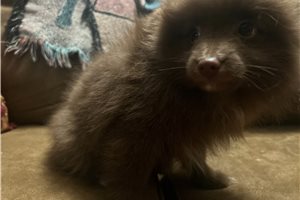 Brianna - Pomeranian for sale