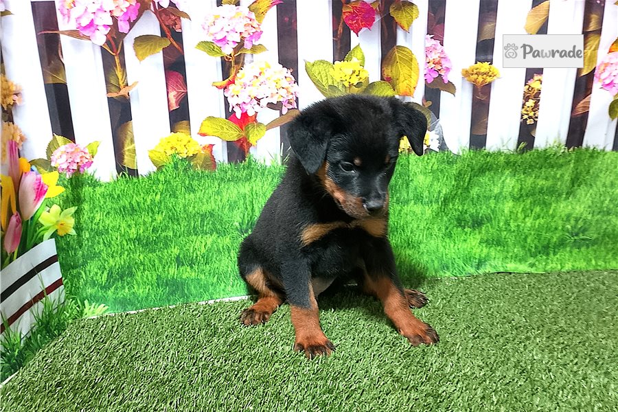 Tazz - Rottweiler for sale