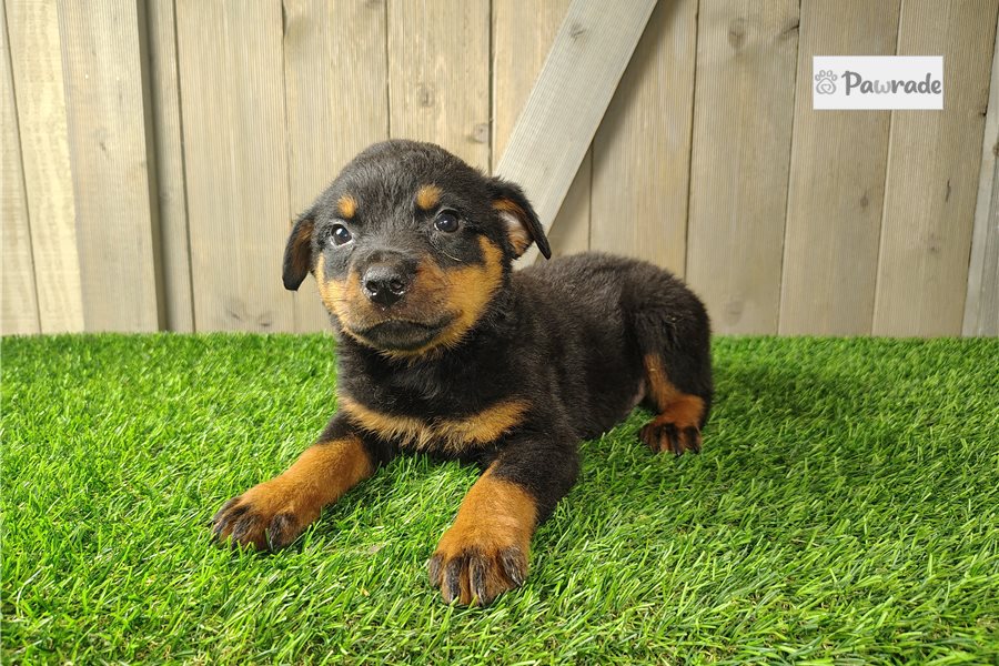 Tank - Rottweiler for sale