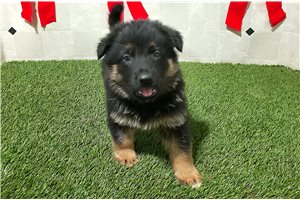 Princeton - German Shepherd for sale
