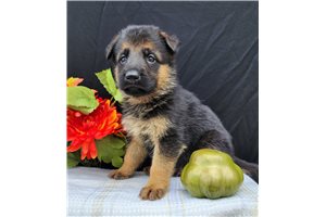 Emilio - German Shepherd for sale