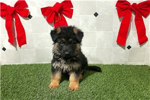 Porter - German Shepherd for sale