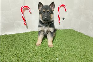 Magnolia - German Shepherd for sale