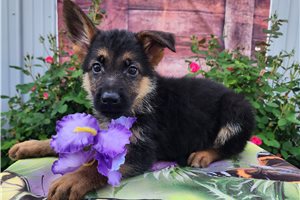 Tracey - puppy for sale