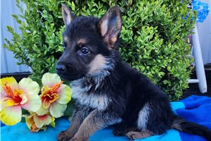 Toby - puppy for sale