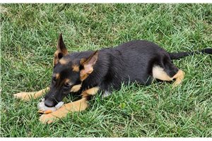 Boston - German Shepherd for sale