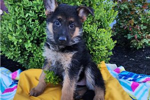 Stormy - puppy for sale