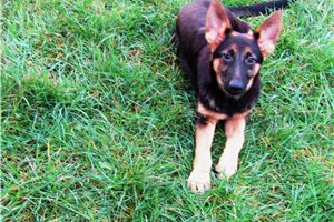 Elena - German Shepherd for sale