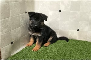 Pirate - German Shepherd for sale