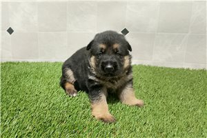 Mack - German Shepherd for sale