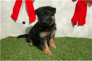 Plato - German Shepherd for sale