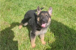 Stormy - puppy for sale