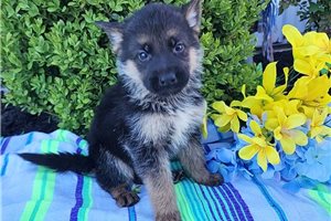 Tate - puppy for sale