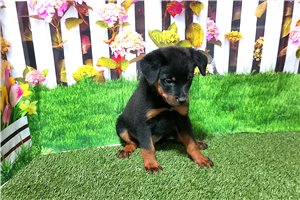 Tazz - Rottweiler for sale