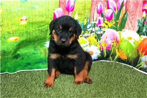 Percy - puppy for sale