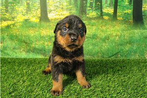 Tito - Rottweiler for sale
