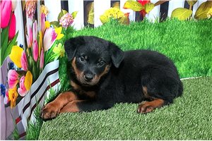 Terry - Rottweiler for sale