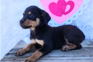 Rottweiler for Sale | Puppies | Pawrade.com