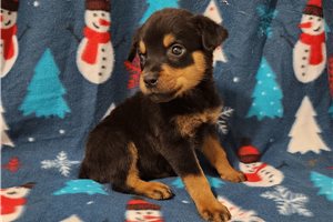 Rottweiler for Sale | Puppies | Pawrade.com