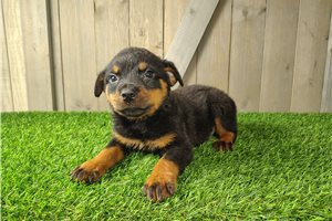 Tank - Rottweiler for sale