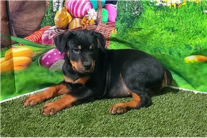 Noalie - Rottweiler for sale